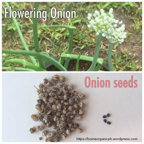 How to Grow Onion for Seeds