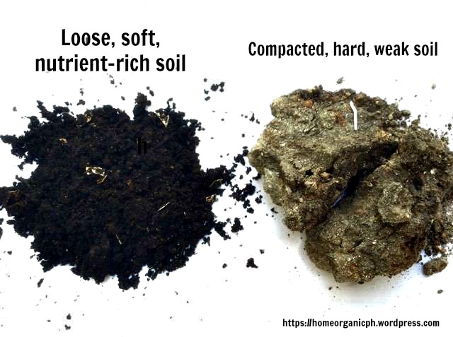How To Grow Your Garden Soil Healthy At Home