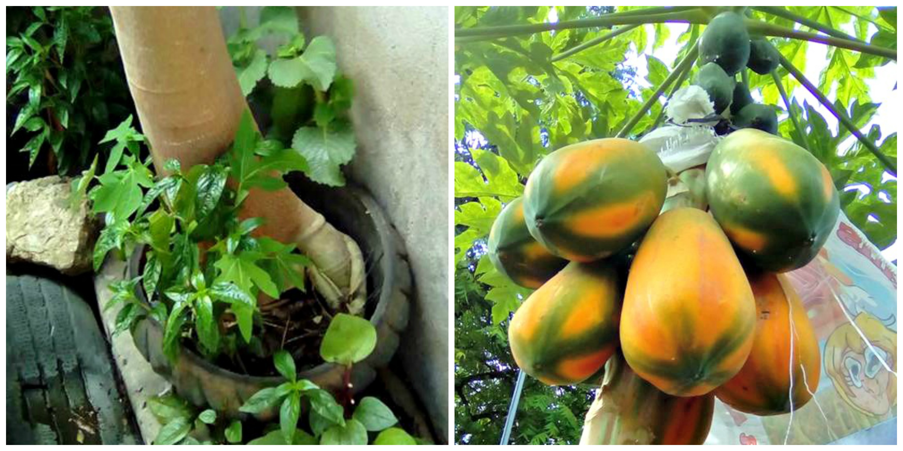Papaya in container
