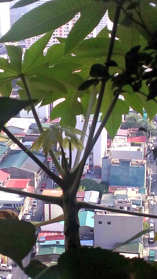 Papaya in container on ledge