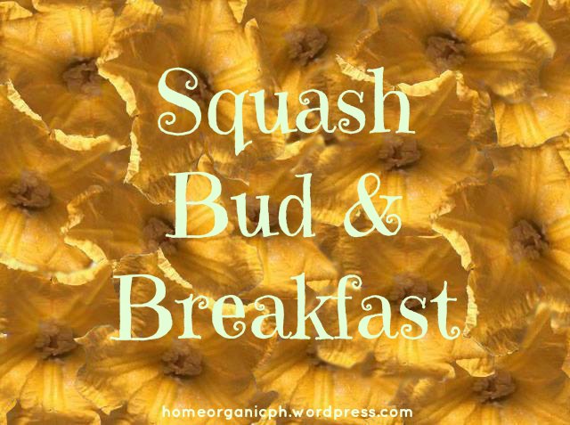 Squash Bud & Breakfast