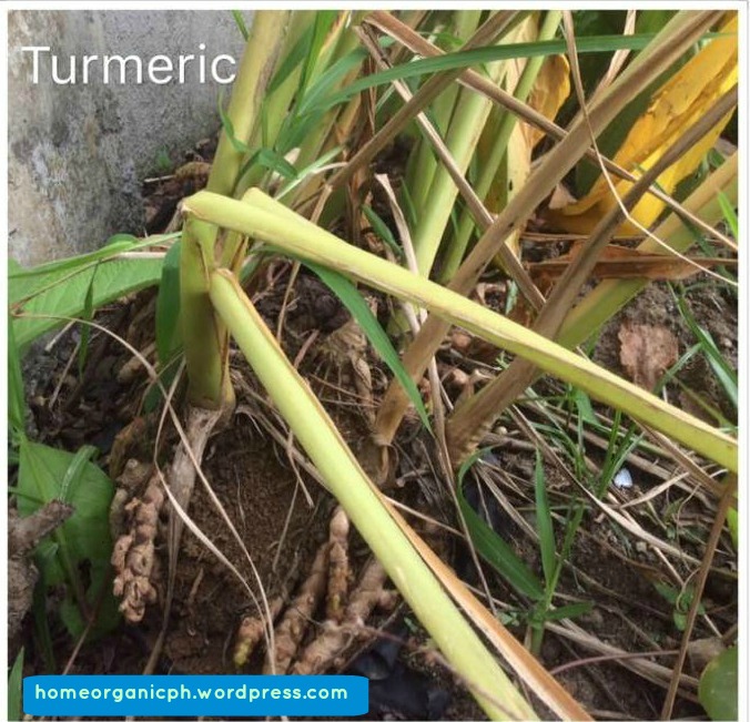 turmeric-plant1