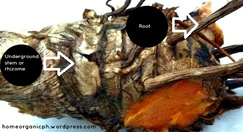 Turmeric root rhizome2
