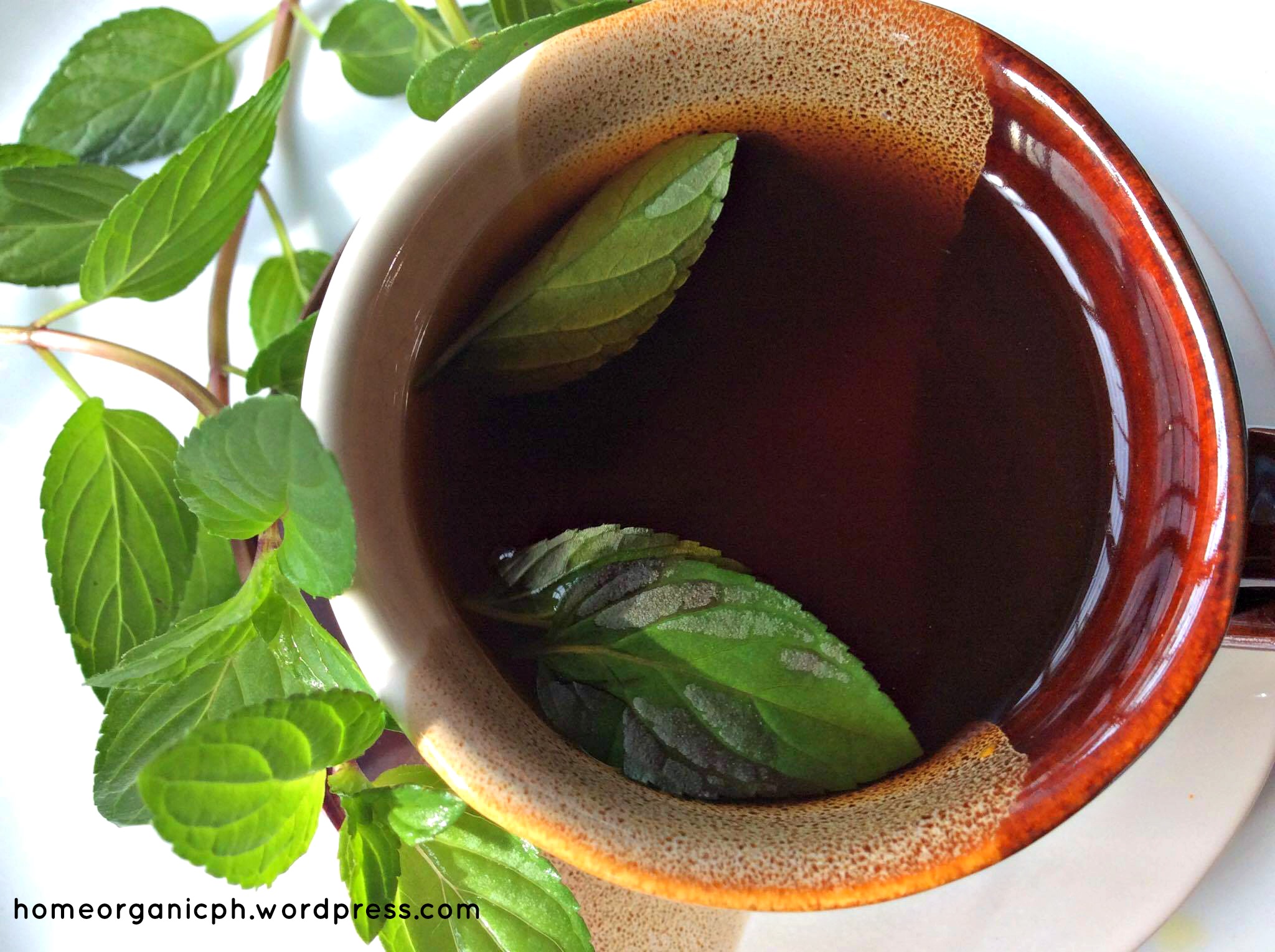 fresh turmeric root tea with mint