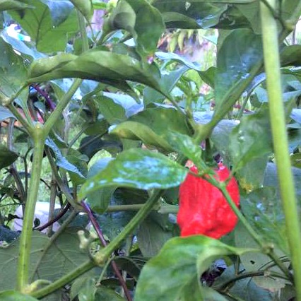Habanero chili pepper in our garden.