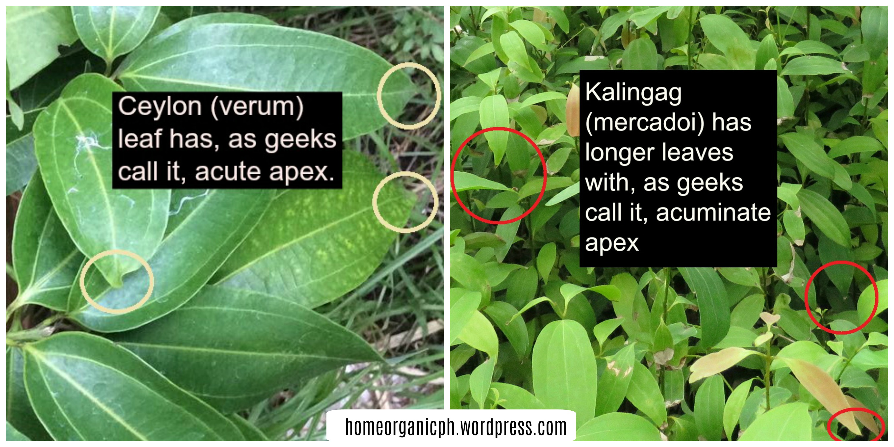 One difference on leaves of Cinnamons verum (Ceylon) and mercadoi (Kalingag)
