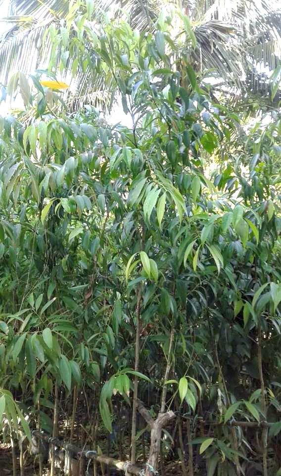 Kalingag: Cinnamon endemic to the Philippines