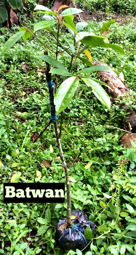 Batwan seedling1