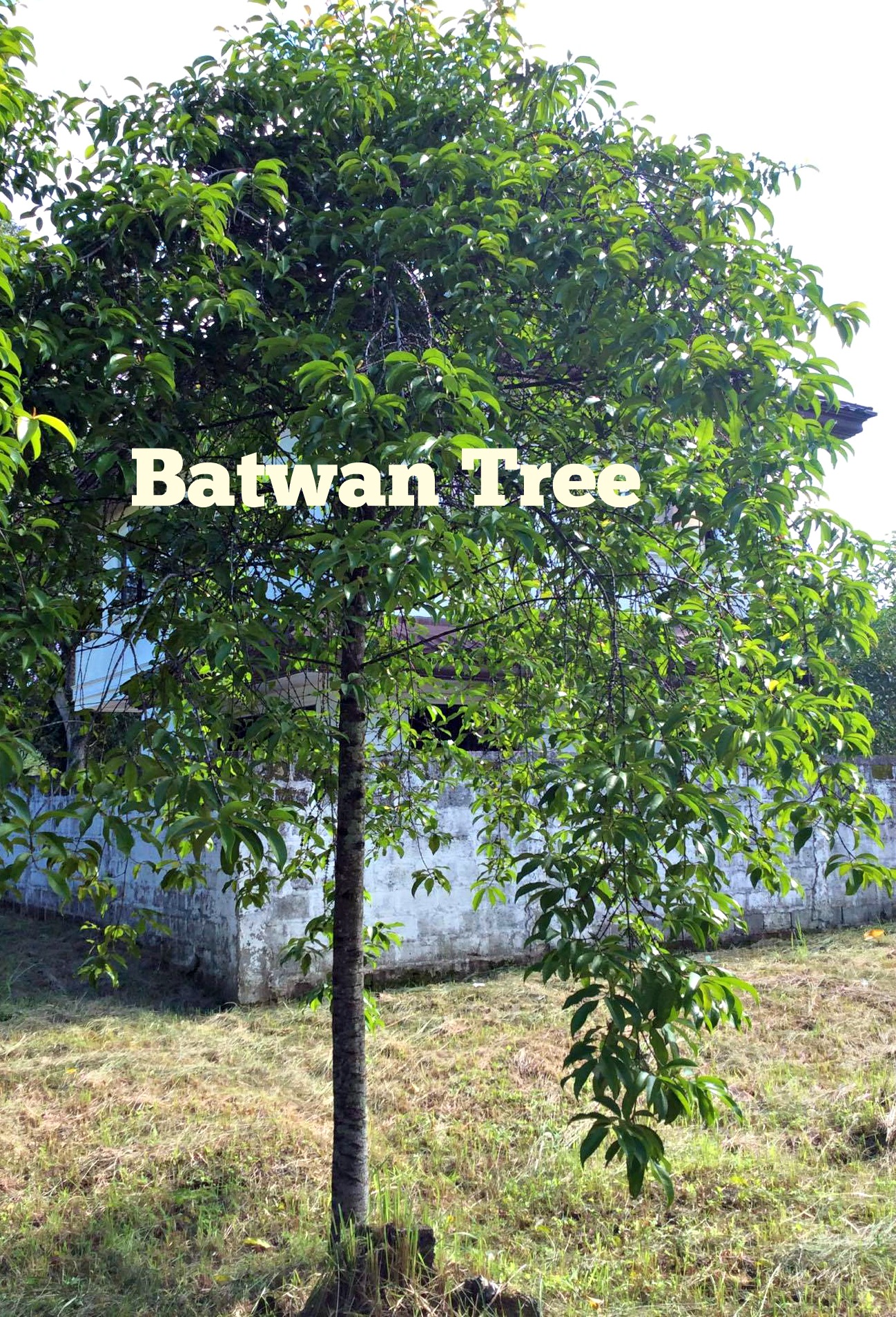Batwan Tree1