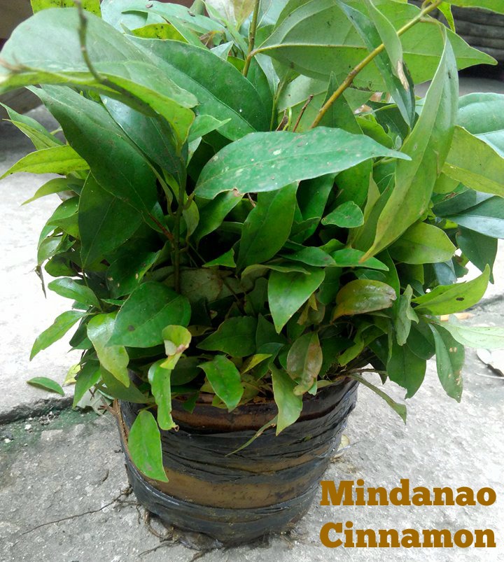 Cinnamomum Mindanaense3