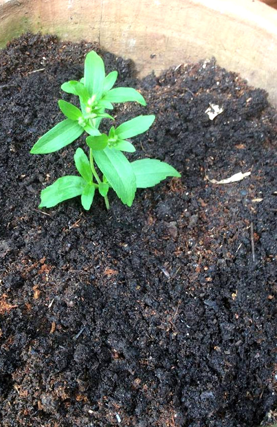 Planted stevia1