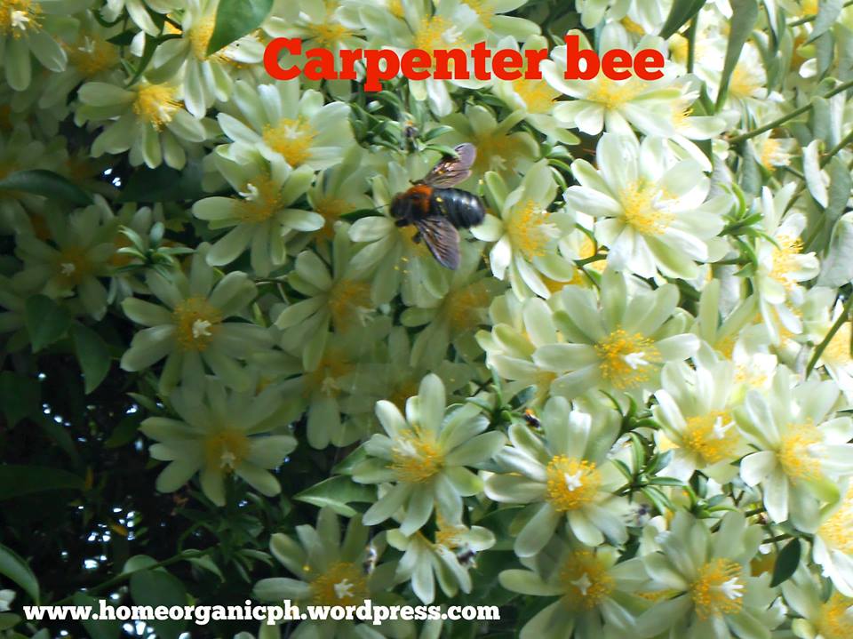 Carpenter bee2