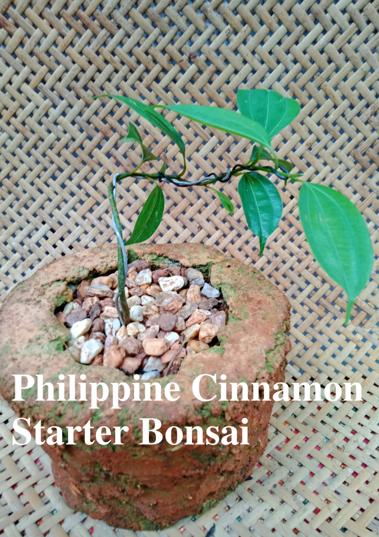 Philippine Cinnamon Starter Bonsai