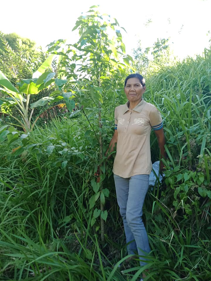 Philippine Cinnamom Of Partner Farmer, Ms Marlyn Torbela