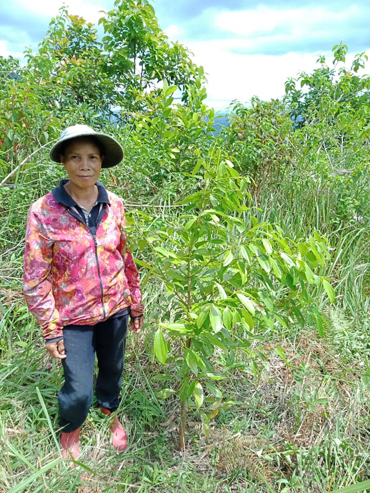 Philippine Cinnamon Of Partner Farmer, Ms Mercedita Medel