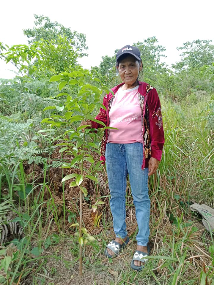Philippine Cinnamon Of Partner Farmer, Ms Juanita Recoplaza