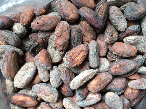 Cacao Beans From Trihernvilla Corporation