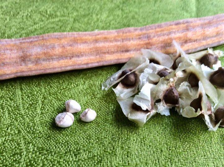 Malunggay; A Healthful Plant That Can Help Heal Wounds