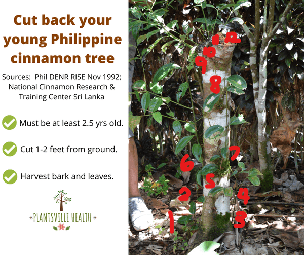 Cut Back Your Young Philippine Cinnamon Tree