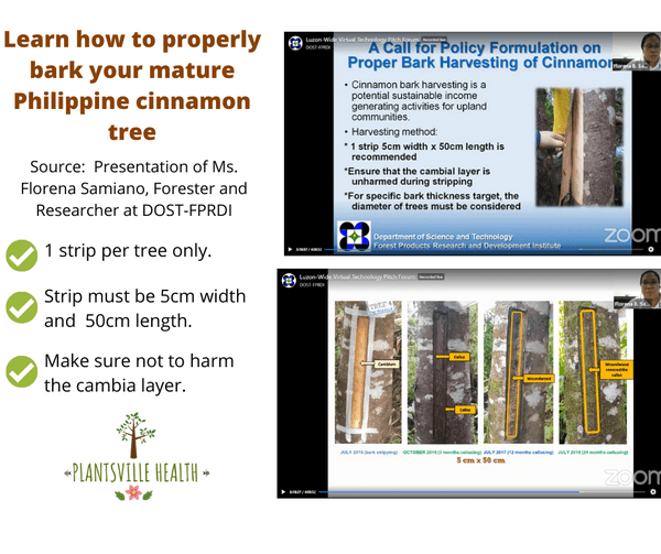 Proper Ways to Harvest Philippine Cinnamon Bark