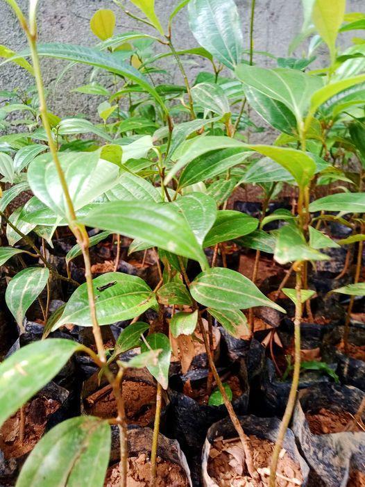 Promo Sale In Philippine Cinnamon Seedlings
