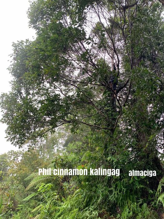 Giant Almaciga + Philippine Cinnamon