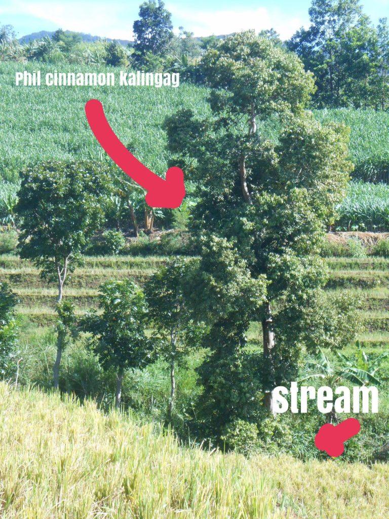 2 Philippine Cinnamon Trees by the River