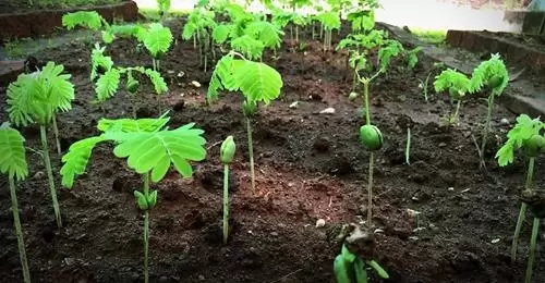 International Day of Forests