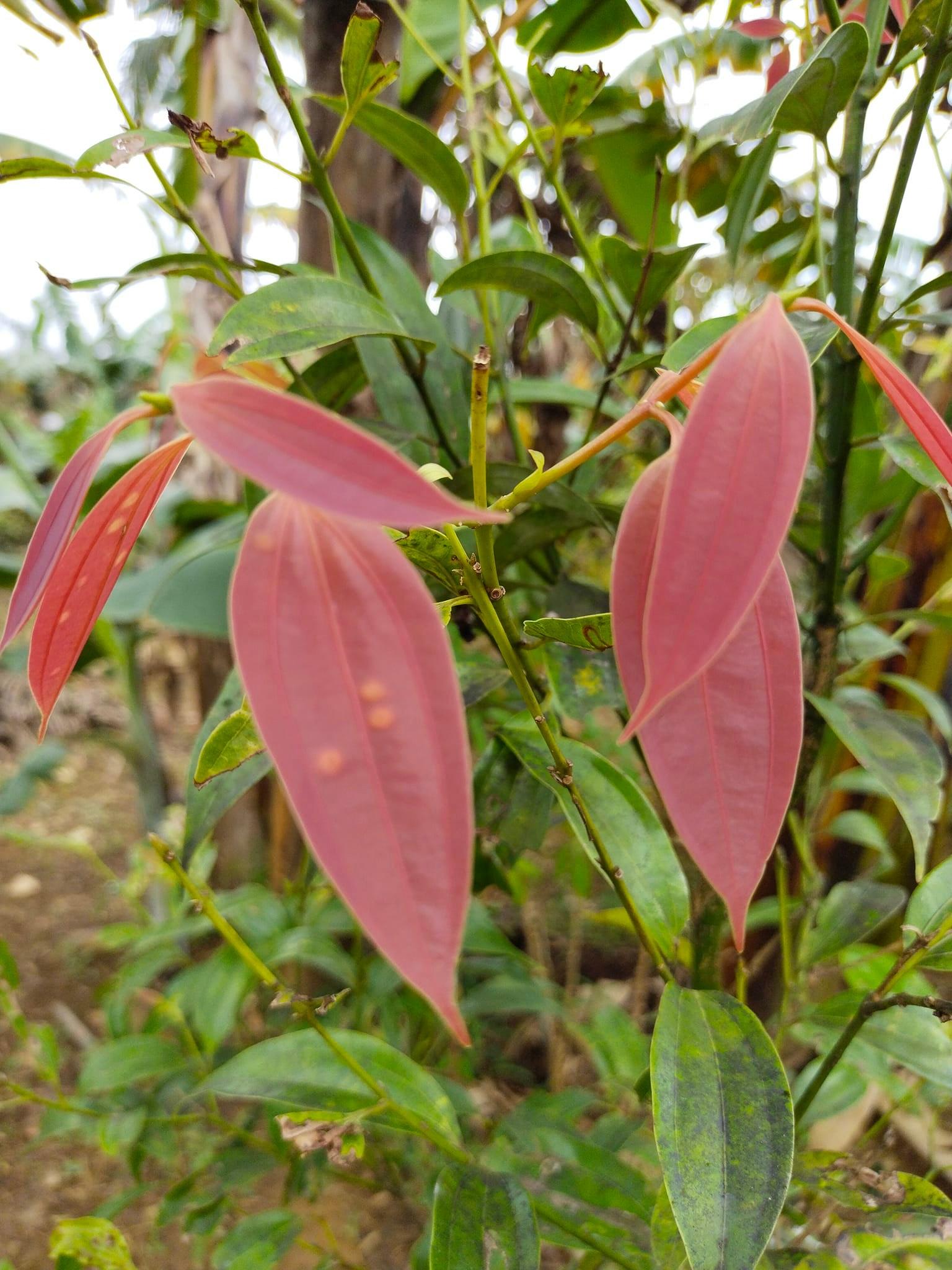 Which are cinnamon leaves?