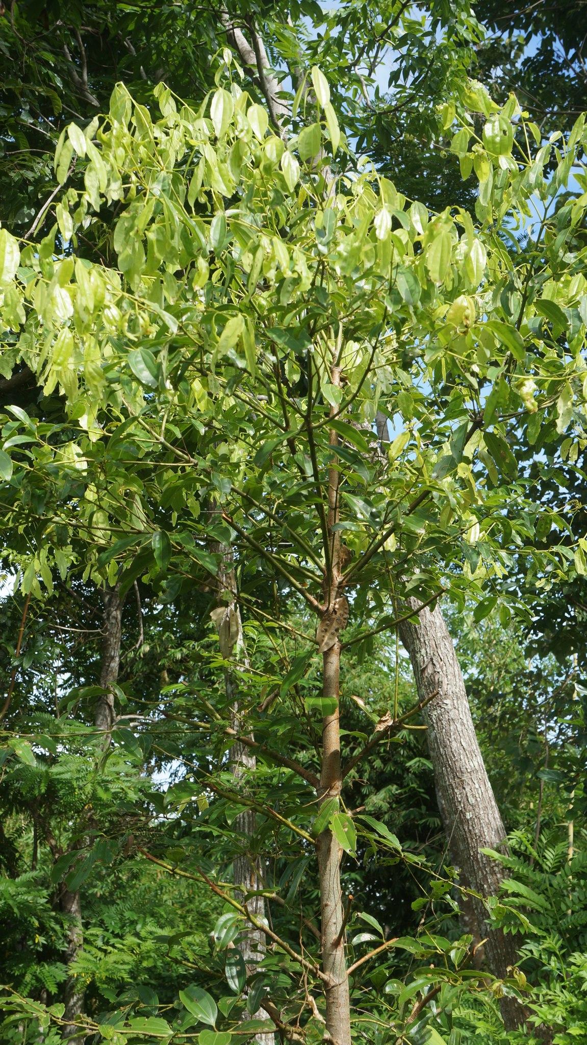 Which one is the cinnamon tree?