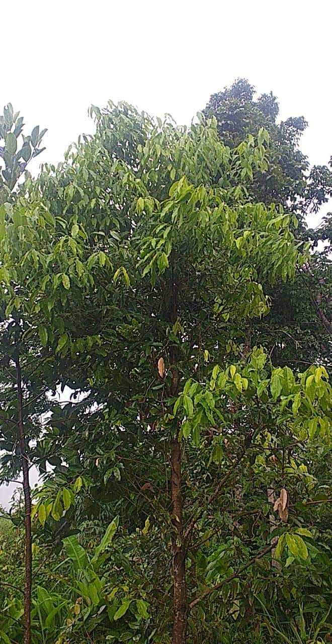 Which is a native Philippine Cinnamon species?