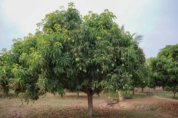 Which is a native Philippine Cinnamon species?