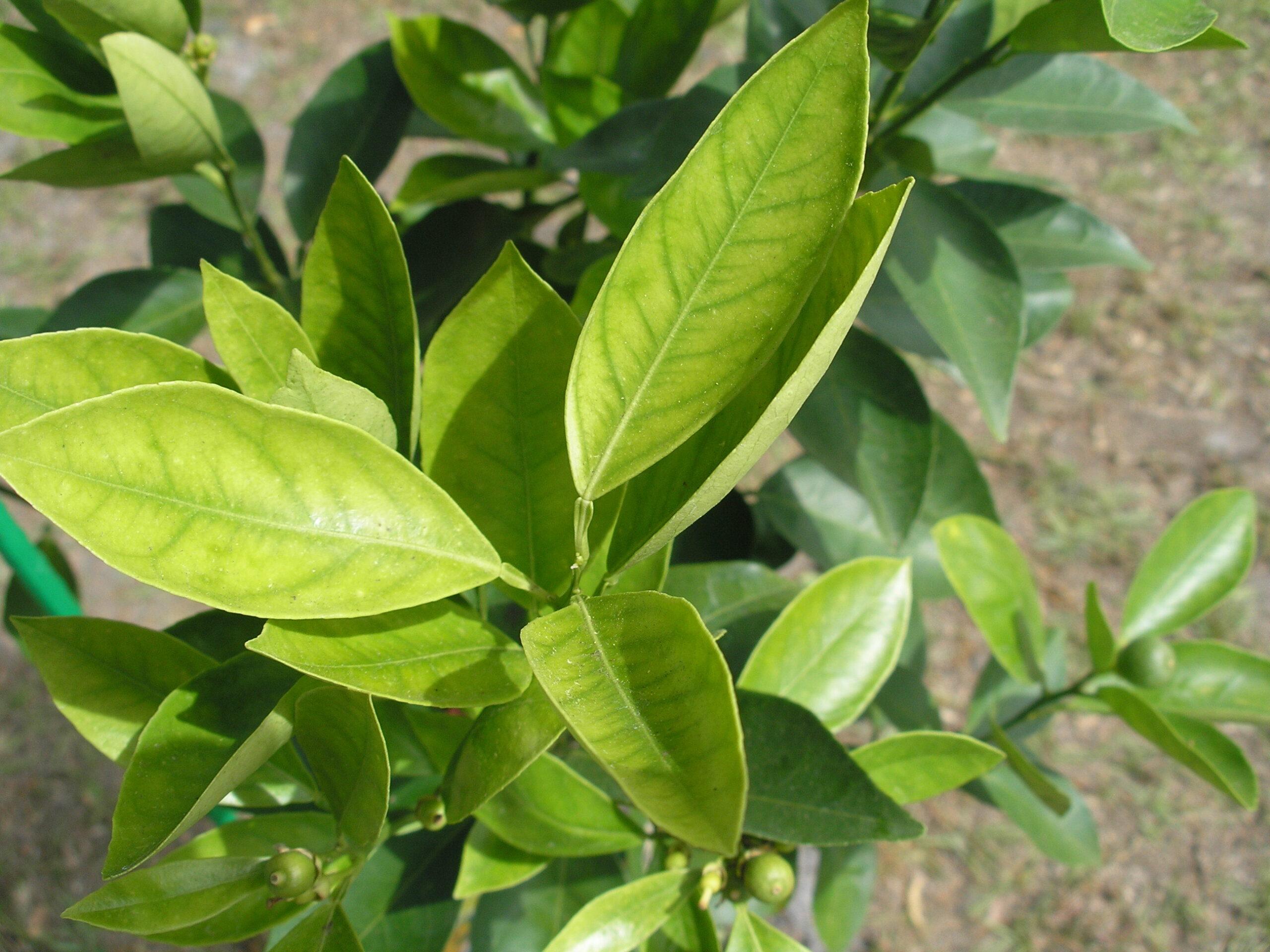 Which are cinnamon leaves?